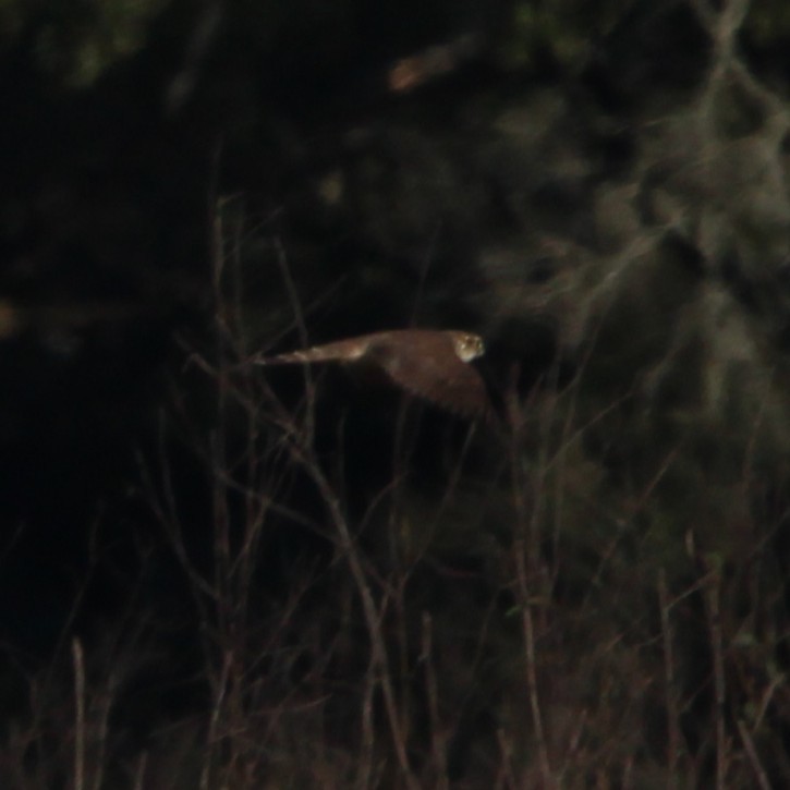 灰背隼 - ML647826448