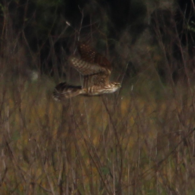 灰背隼 - ML647826449