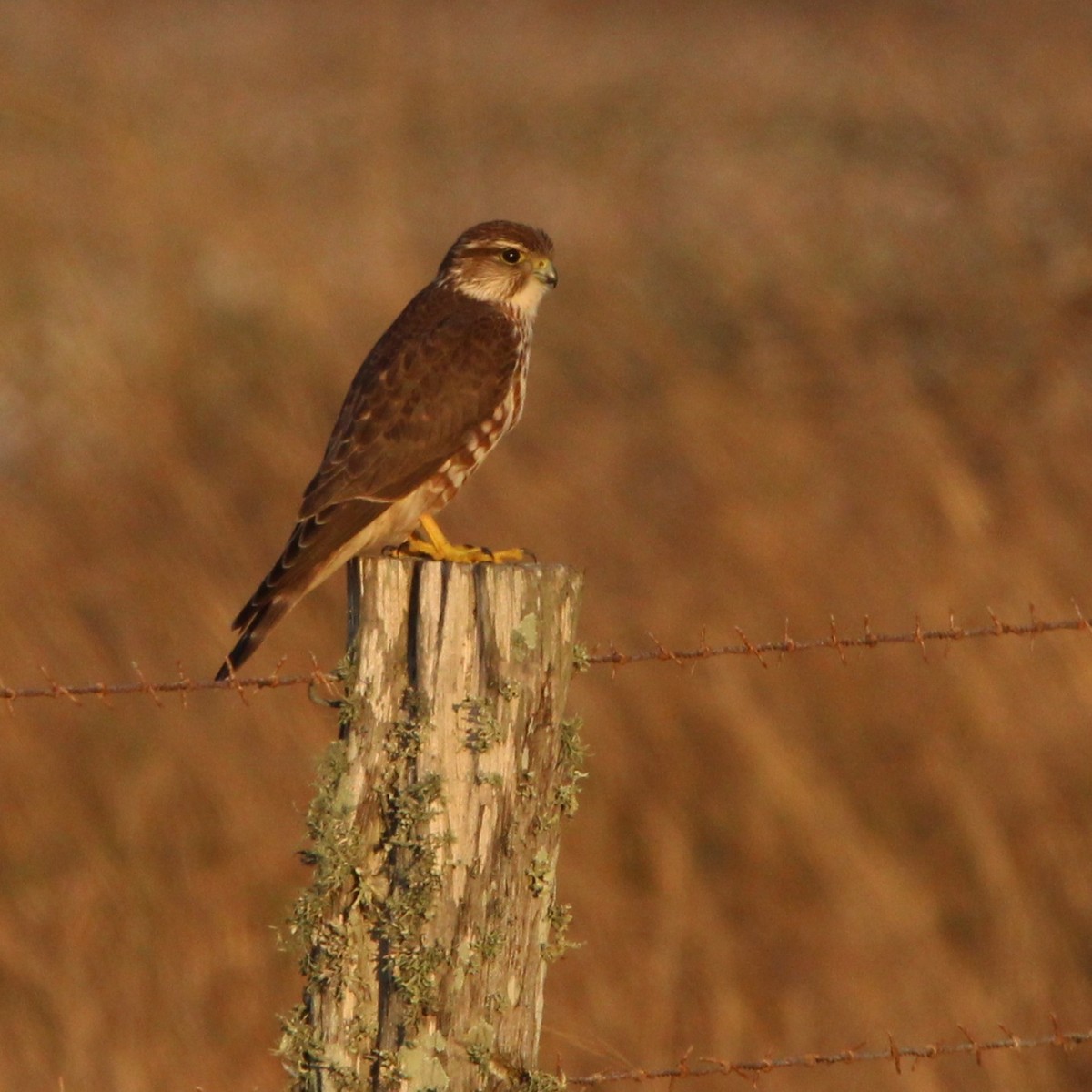 灰背隼 - ML647826450