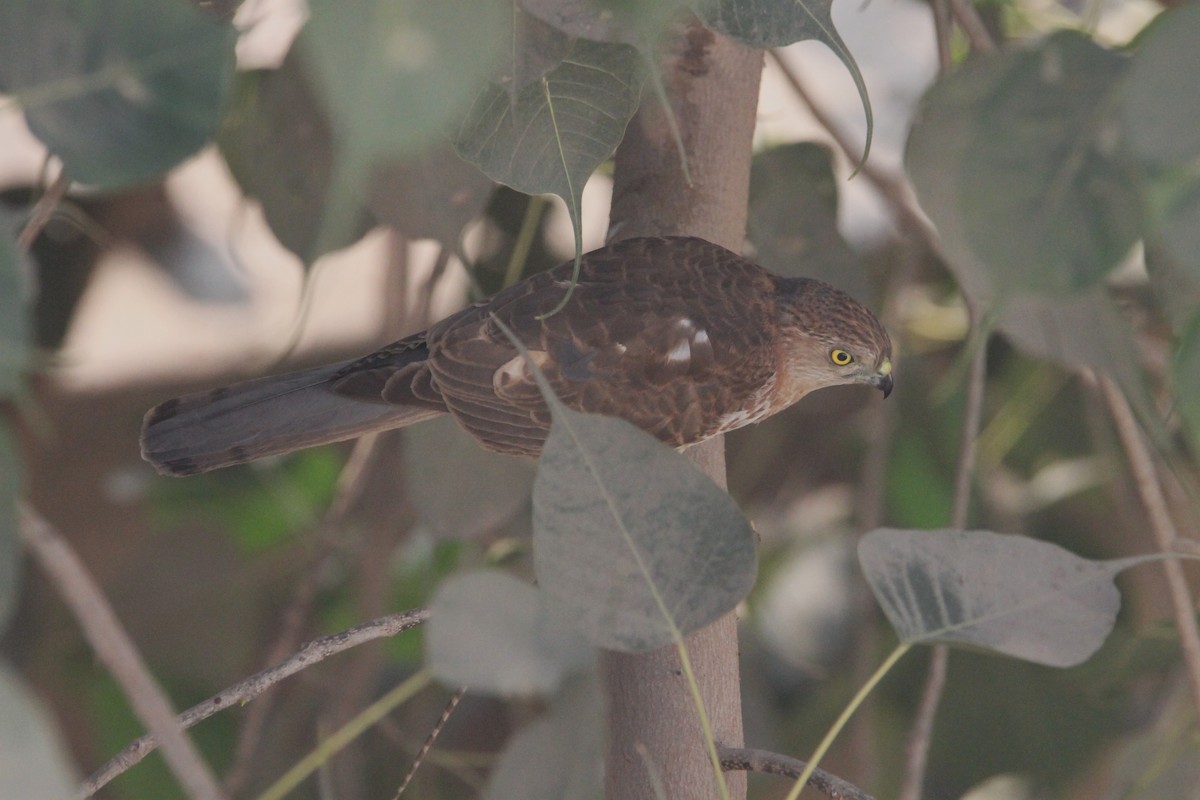 Shikra - ML647826463