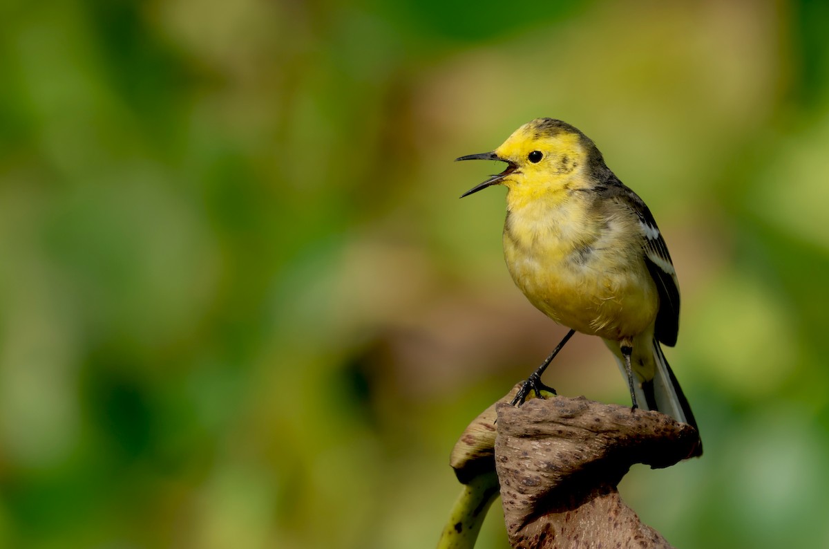 Citrine Wagtail - ML647826477