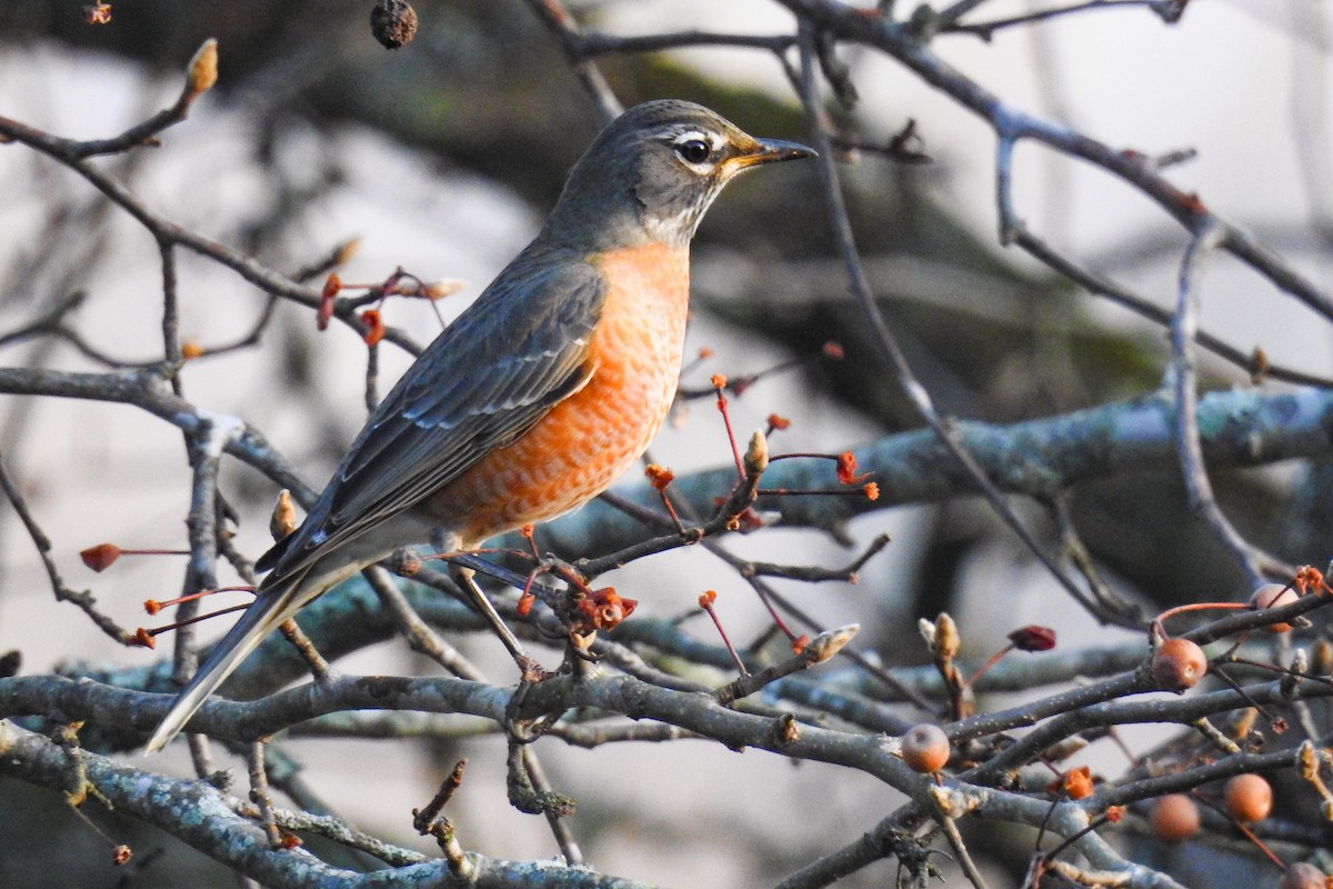 Wanderdrossel - ML647826513