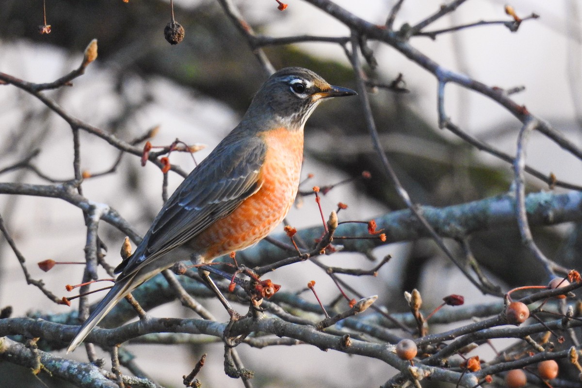 Wanderdrossel - ML647826514