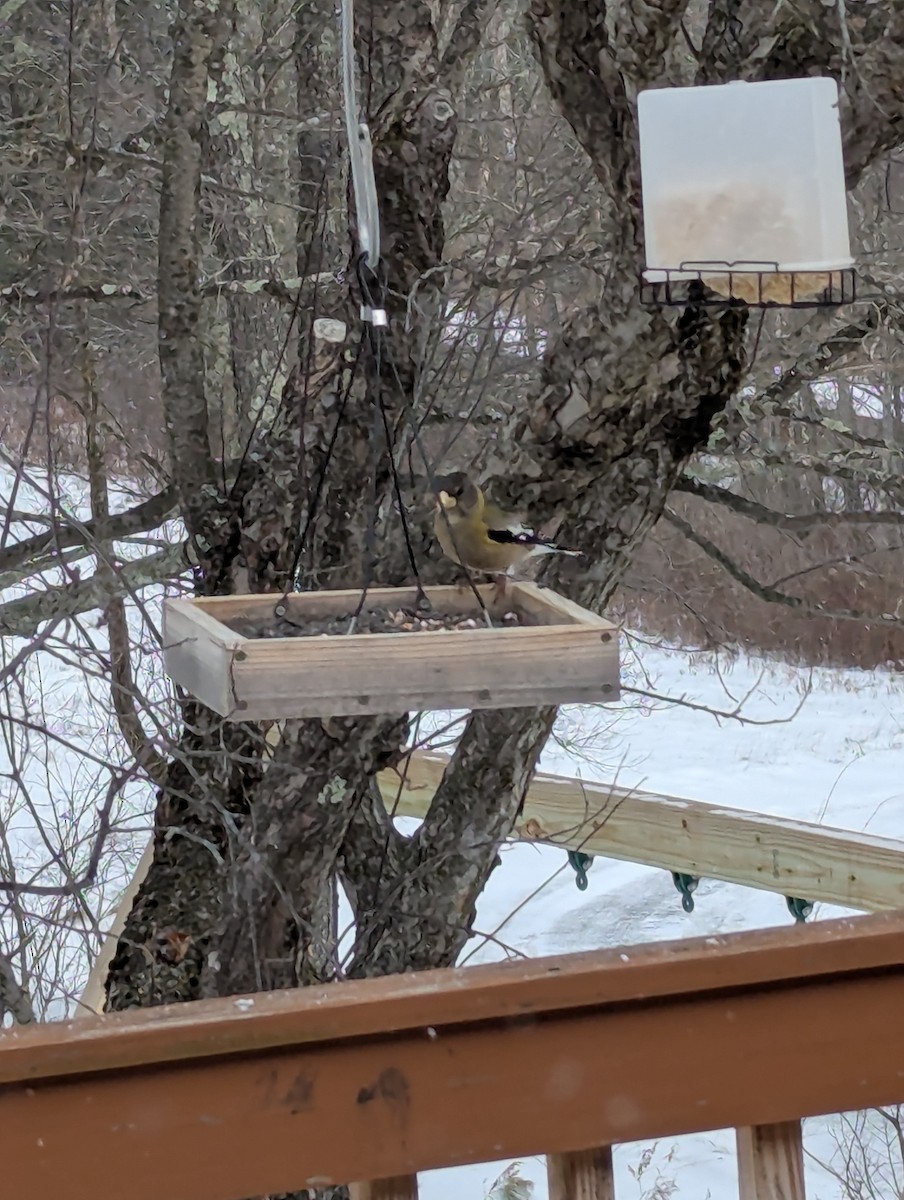 Кіпаль жовтобровий - ML647826529