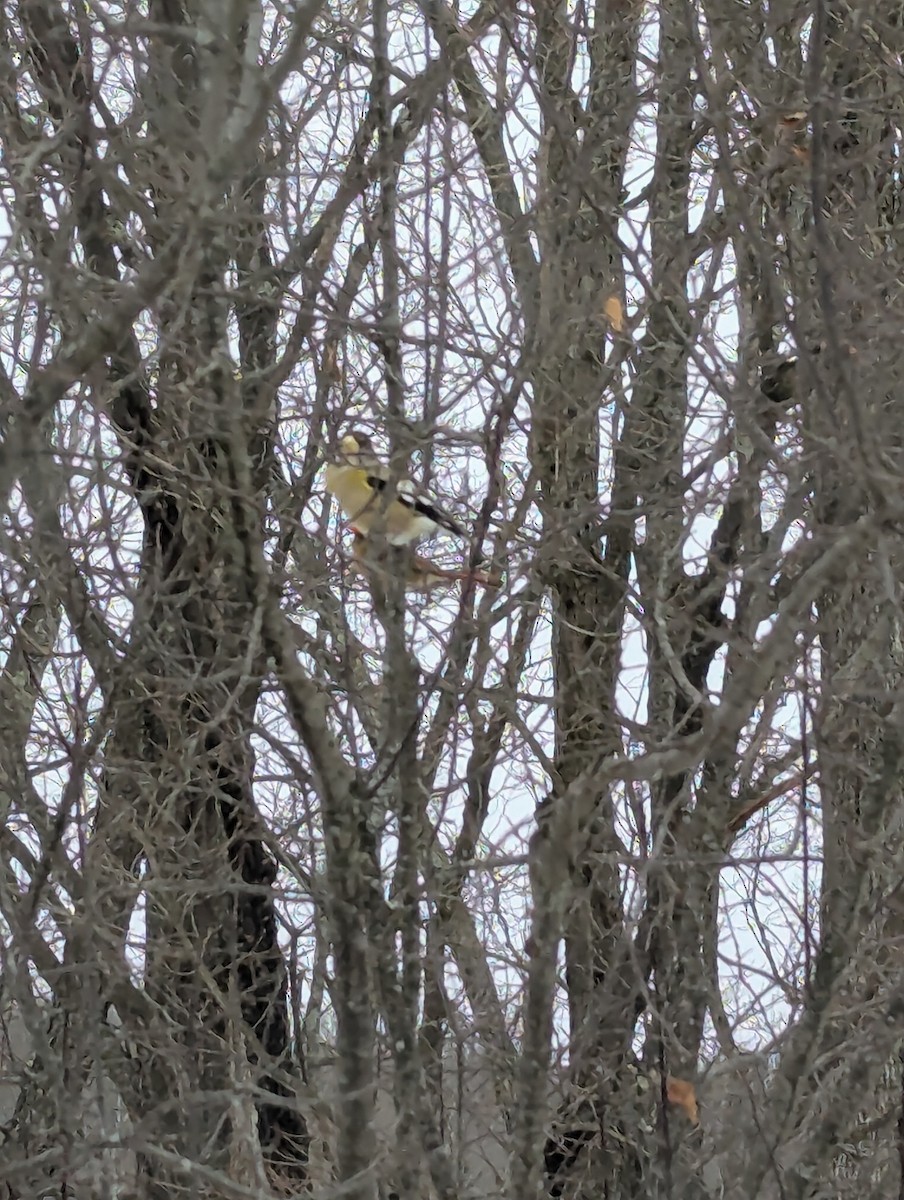 Кіпаль жовтобровий - ML647826530