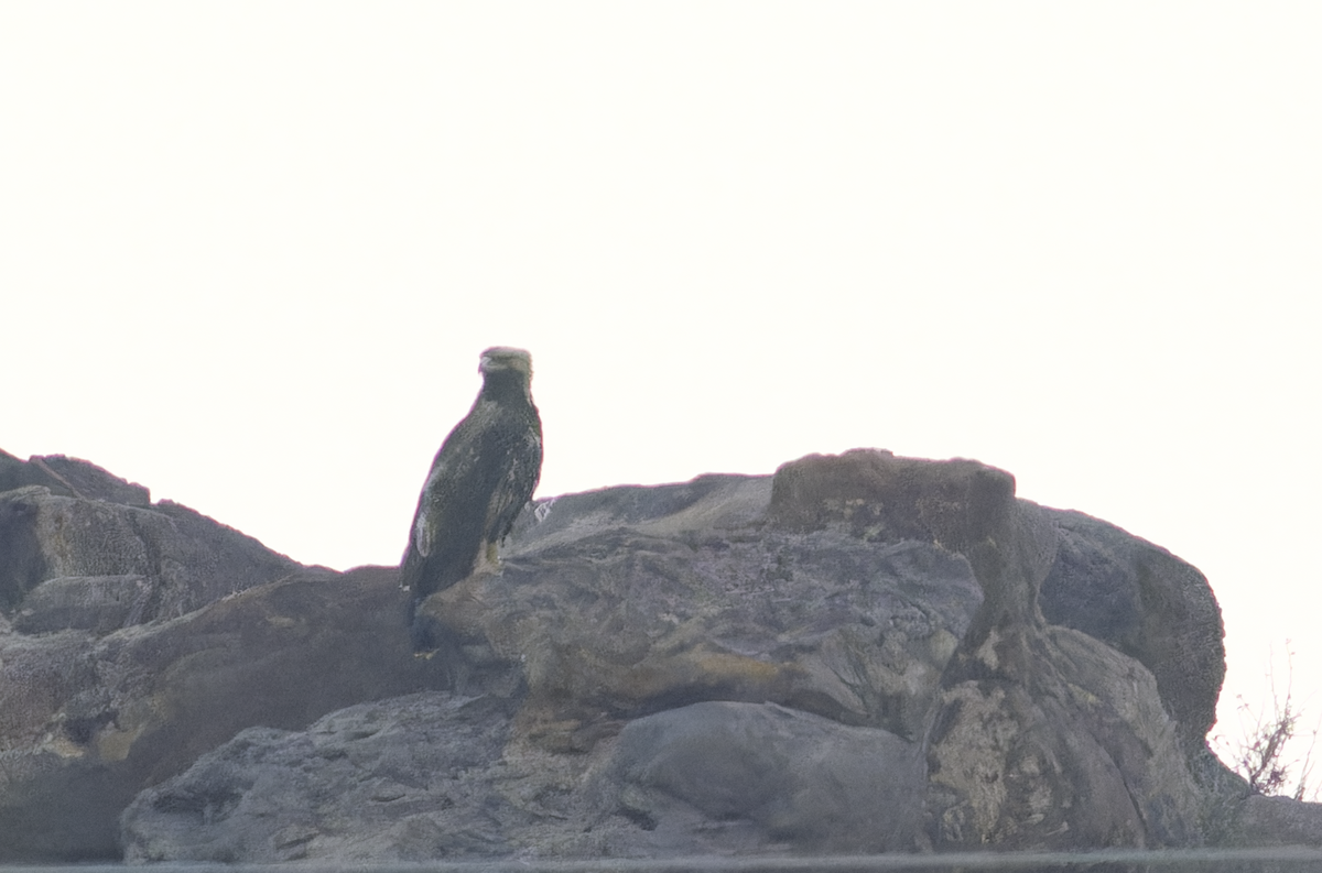 Tawny Eagle - ML647826557