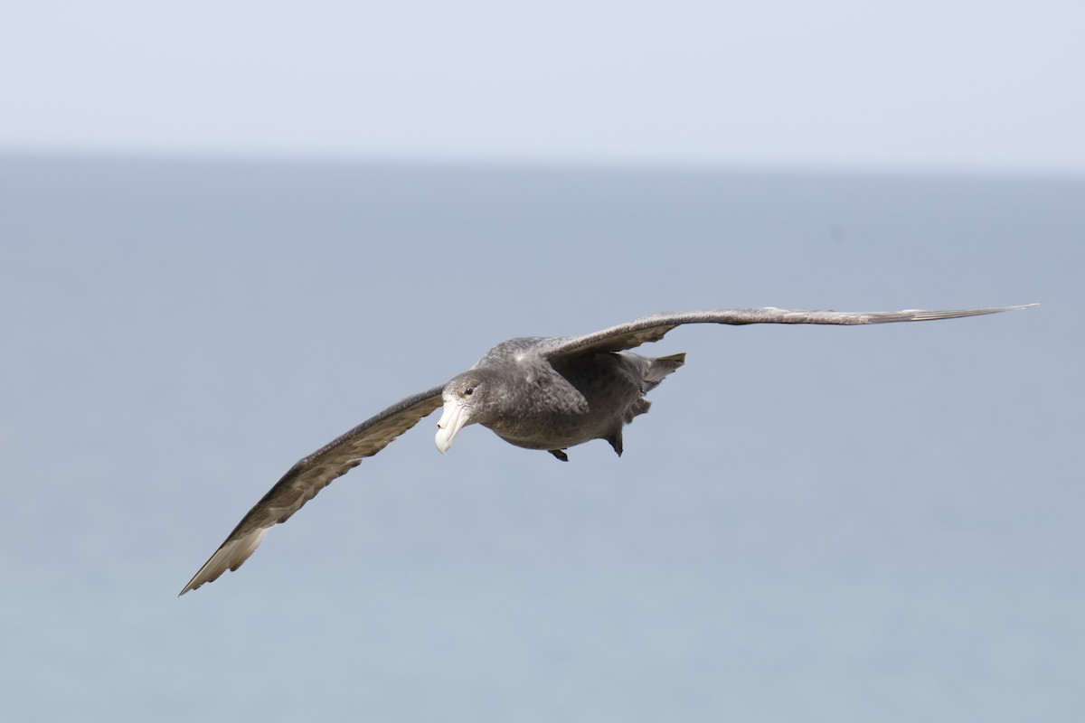 Southern Giant-Petrel - ML647826636