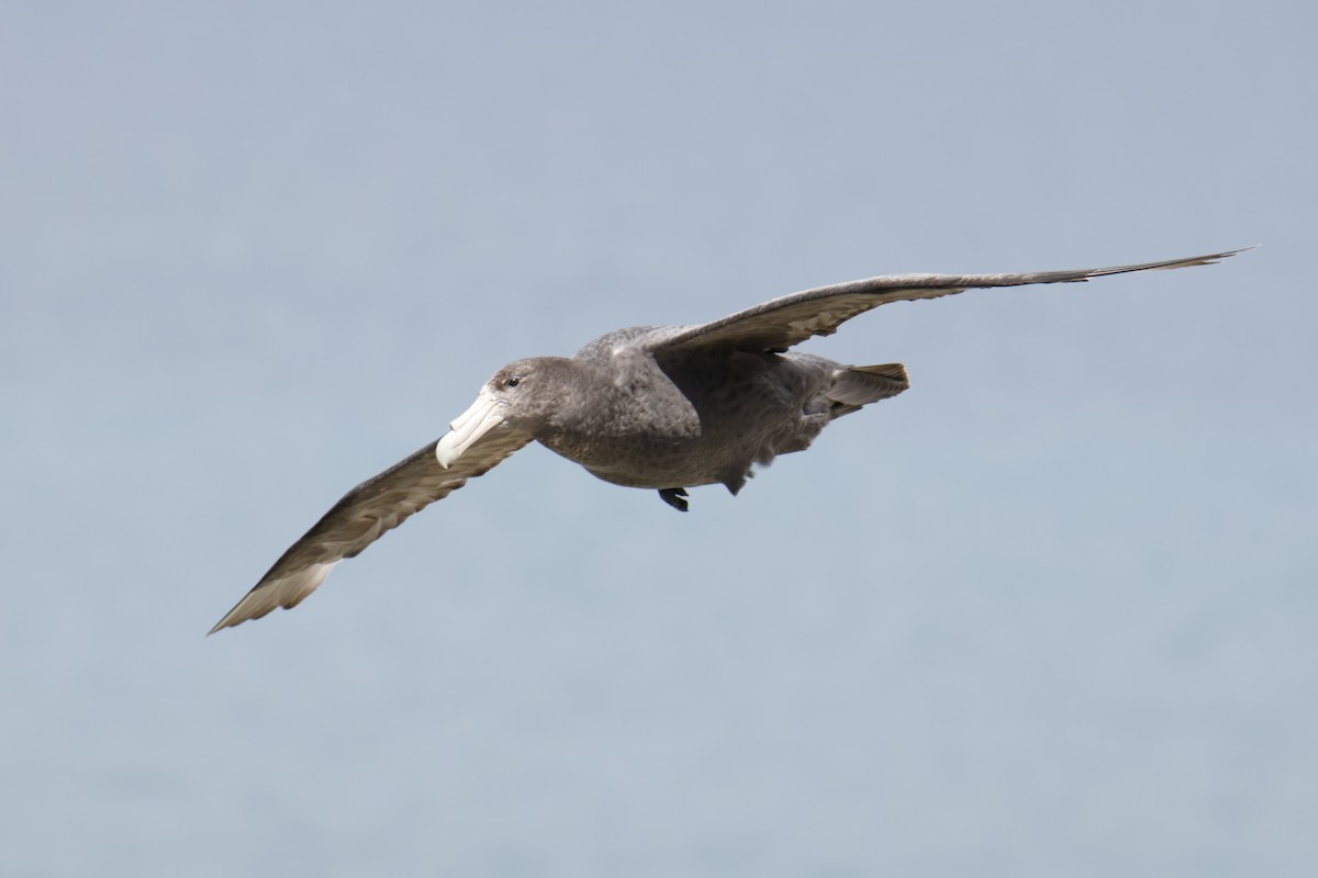 Southern Giant-Petrel - ML647826637