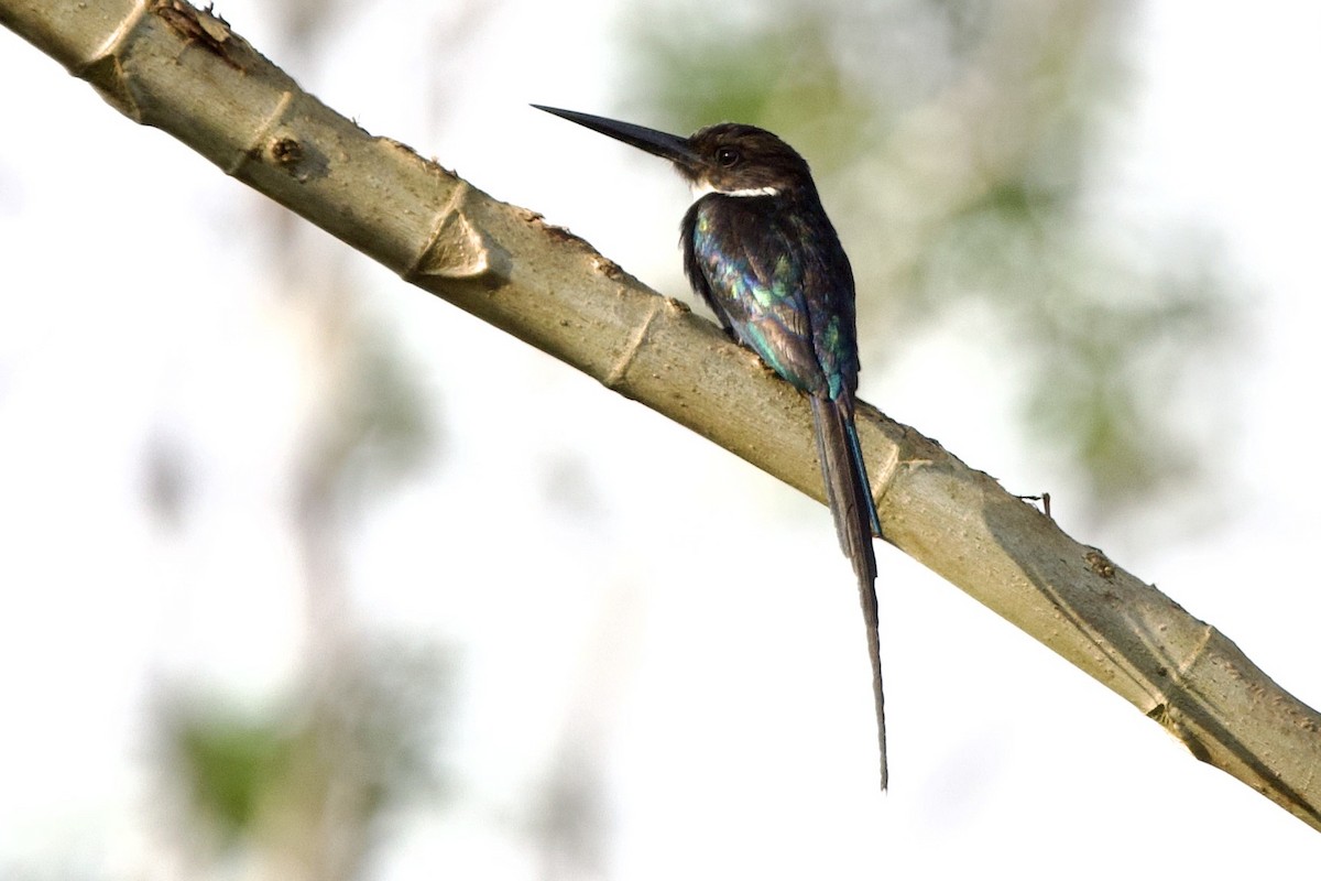 Jacamará Colilargo - ML647826660