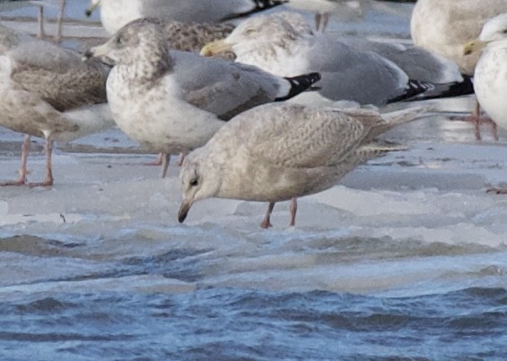 Iceland Gull - ML647826667
