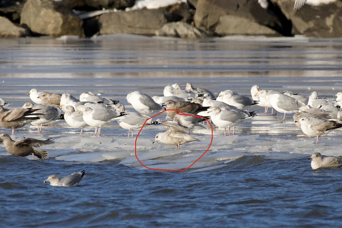 Iceland Gull - ML647826668