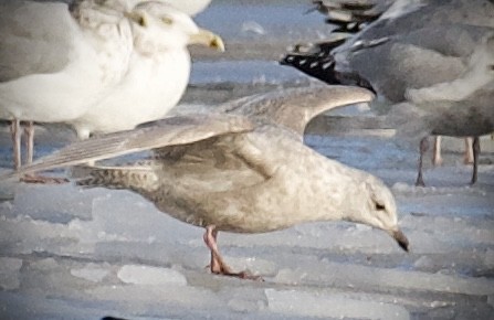 Iceland Gull - ML647826669