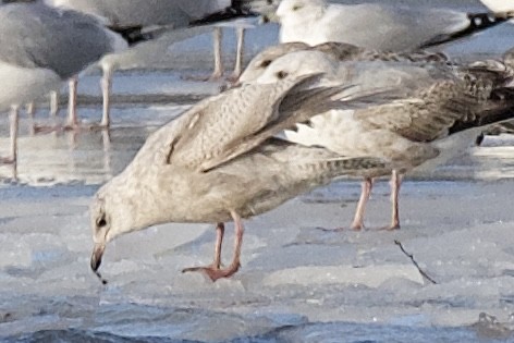 Iceland Gull - ML647826670