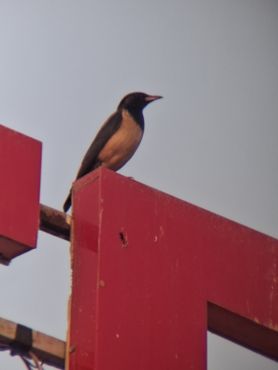 Rosy Starling - ML647826688