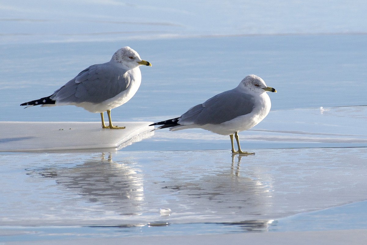 Ring-billed Gull - ML647826694