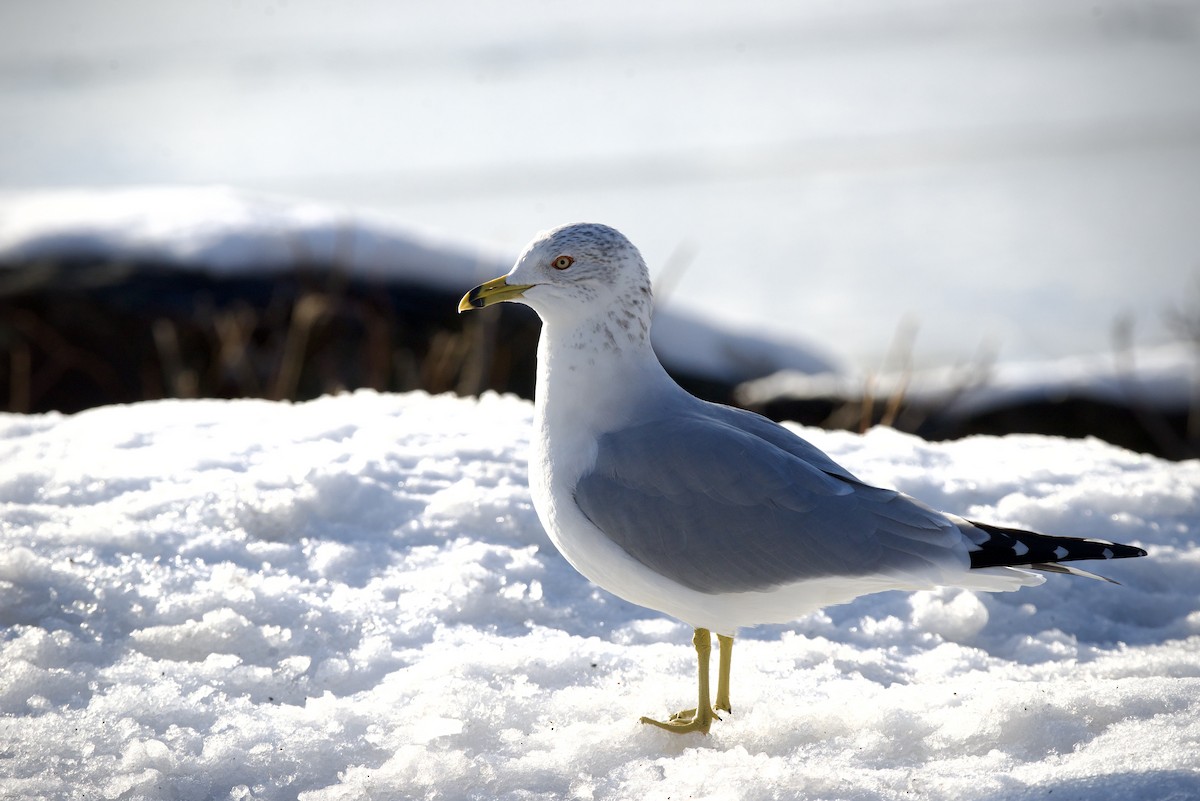 Ring-billed Gull - ML647826695