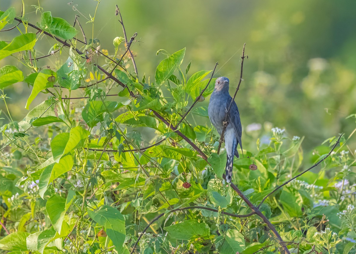 Gray-bellied Cuckoo - ML647826716