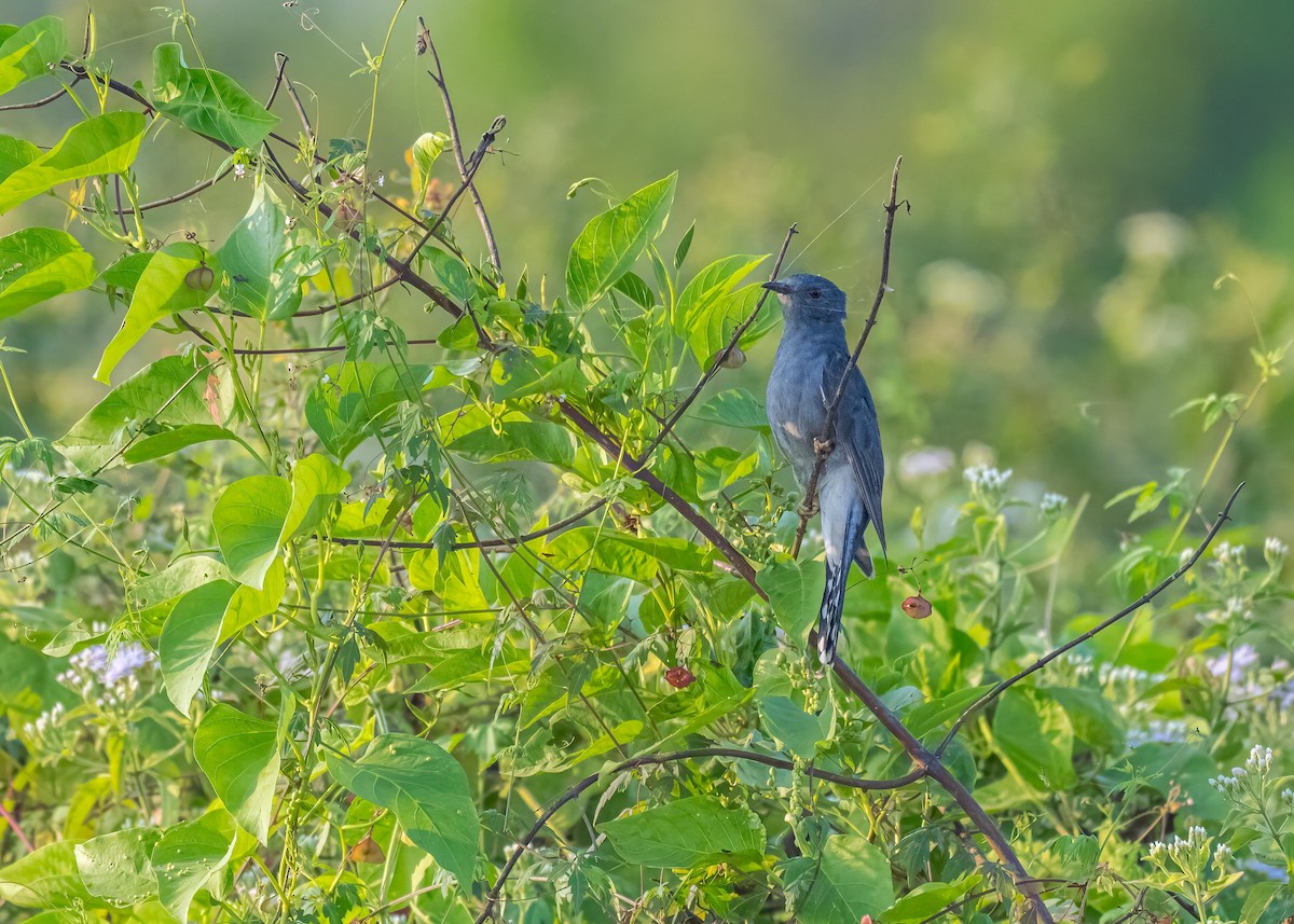 Gray-bellied Cuckoo - ML647826717