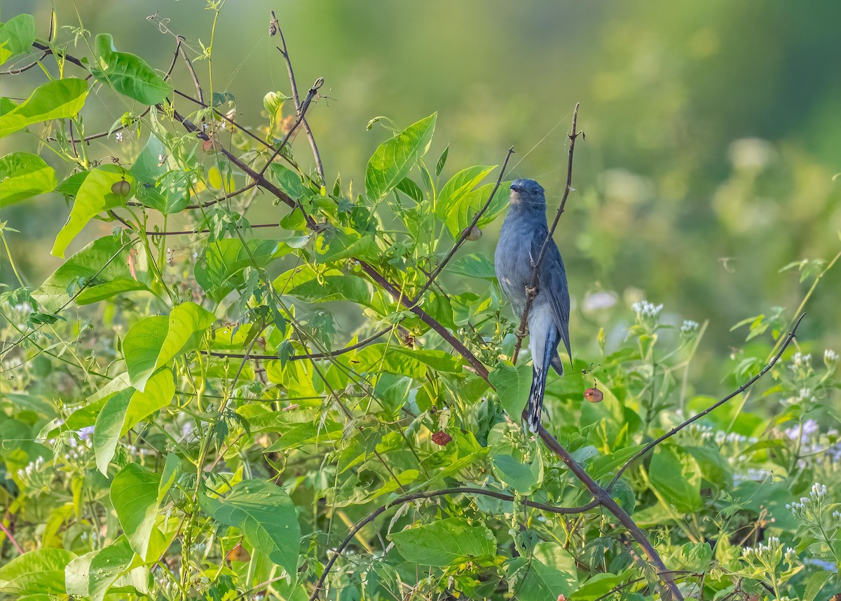 Gray-bellied Cuckoo - ML647826718