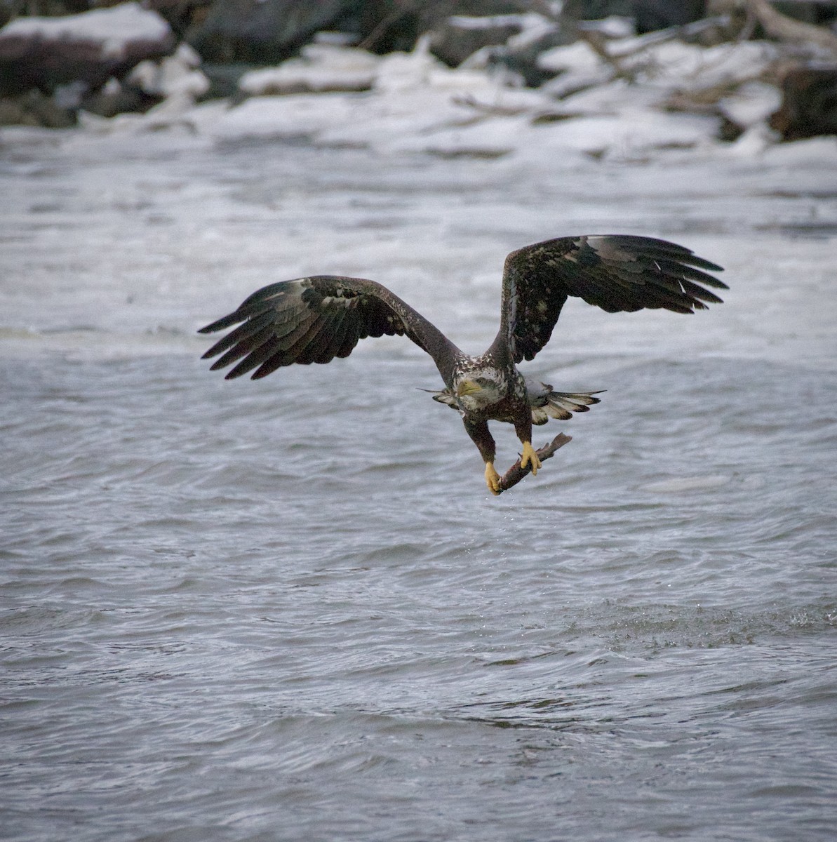 Bald Eagle - ML647826722