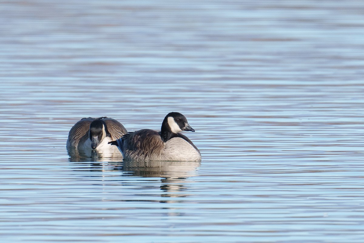 berneška malá - ML647826730