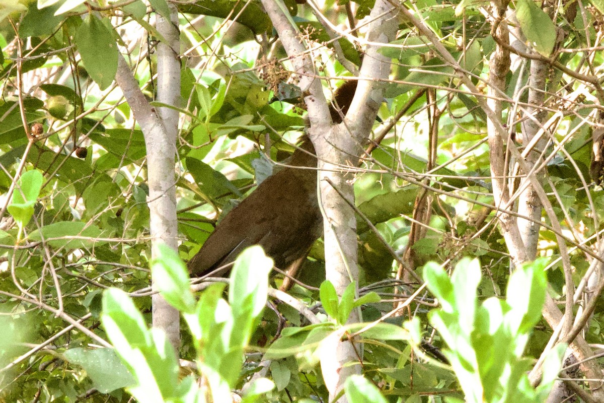 Малая чачалака - ML647826734