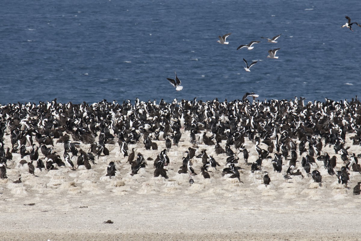 Dolphin Gull - ML647826742