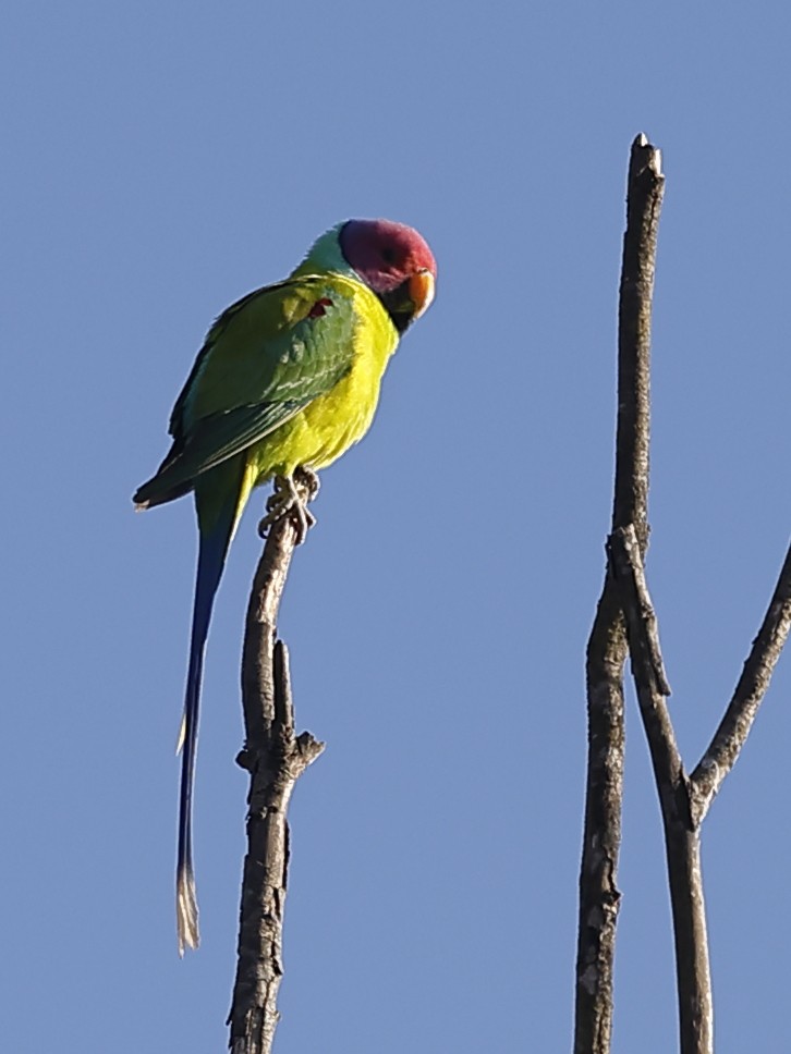 Plum-headed Parakeet - ML647826770