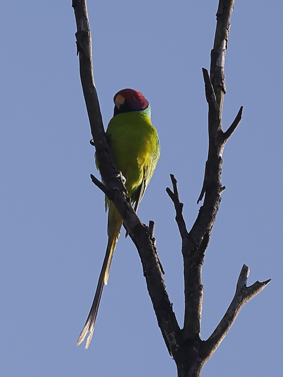 Plum-headed Parakeet - ML647826771