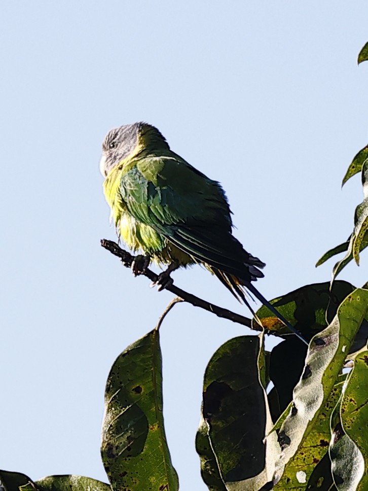 Plum-headed Parakeet - ML647826772