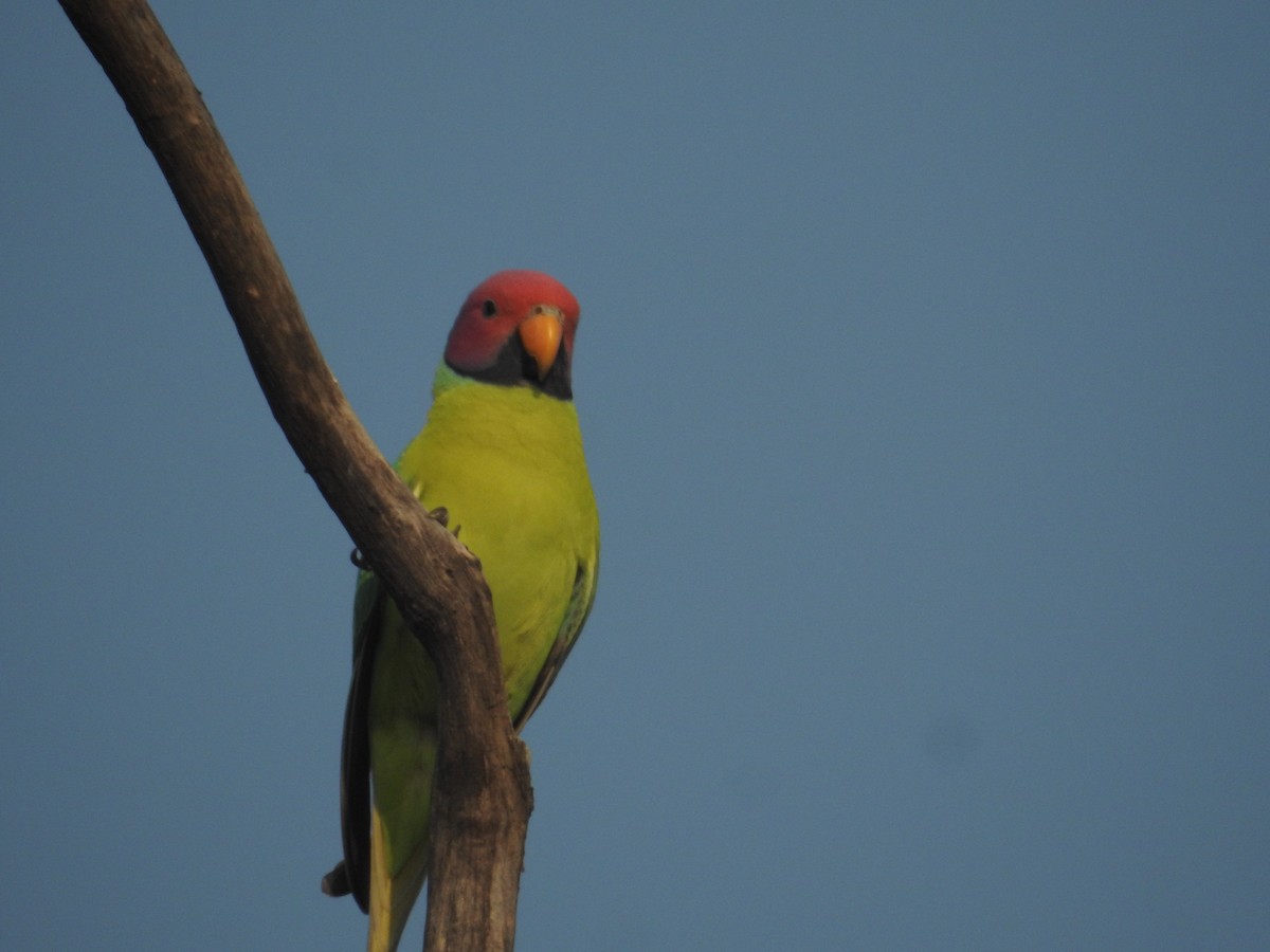 Plum-headed Parakeet - ML647826777