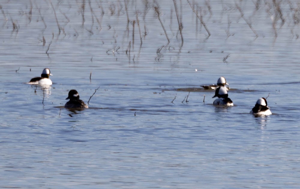 Гоголь-головастик - ML647826782