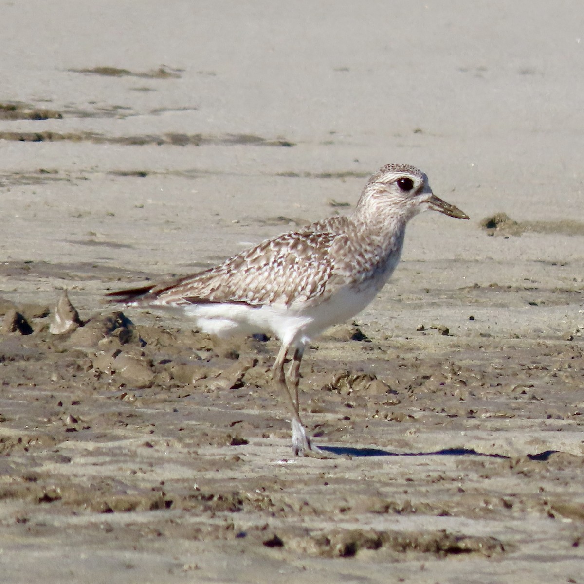 Chorlito Gris - ML647826827