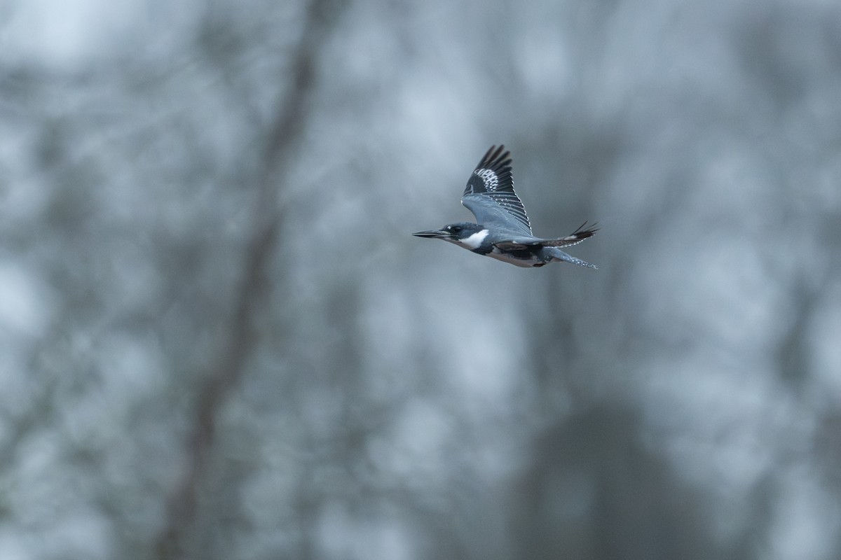 Martin handi iparramerikarra - ML647826829