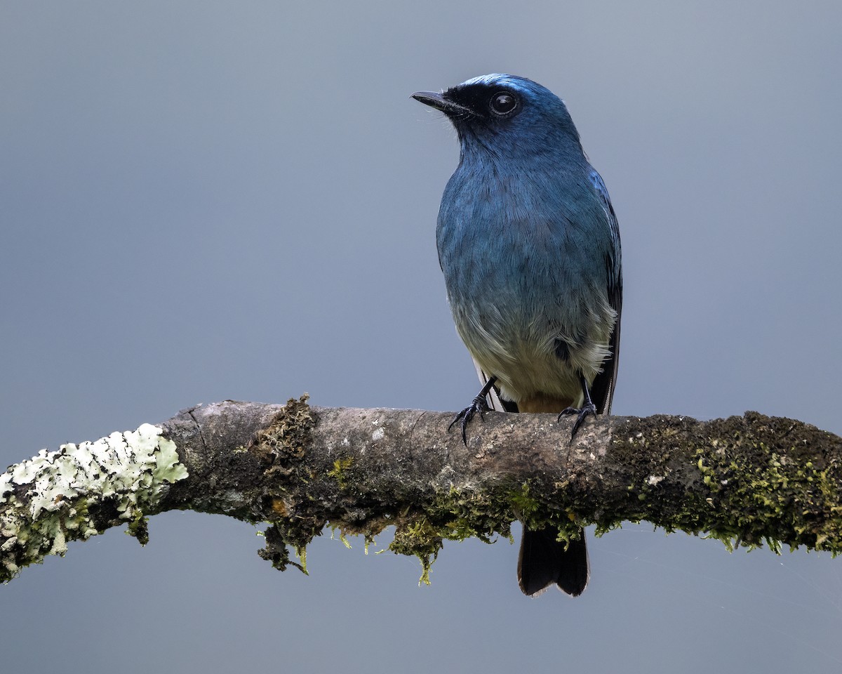 Мухоловка індигова - ML647826851