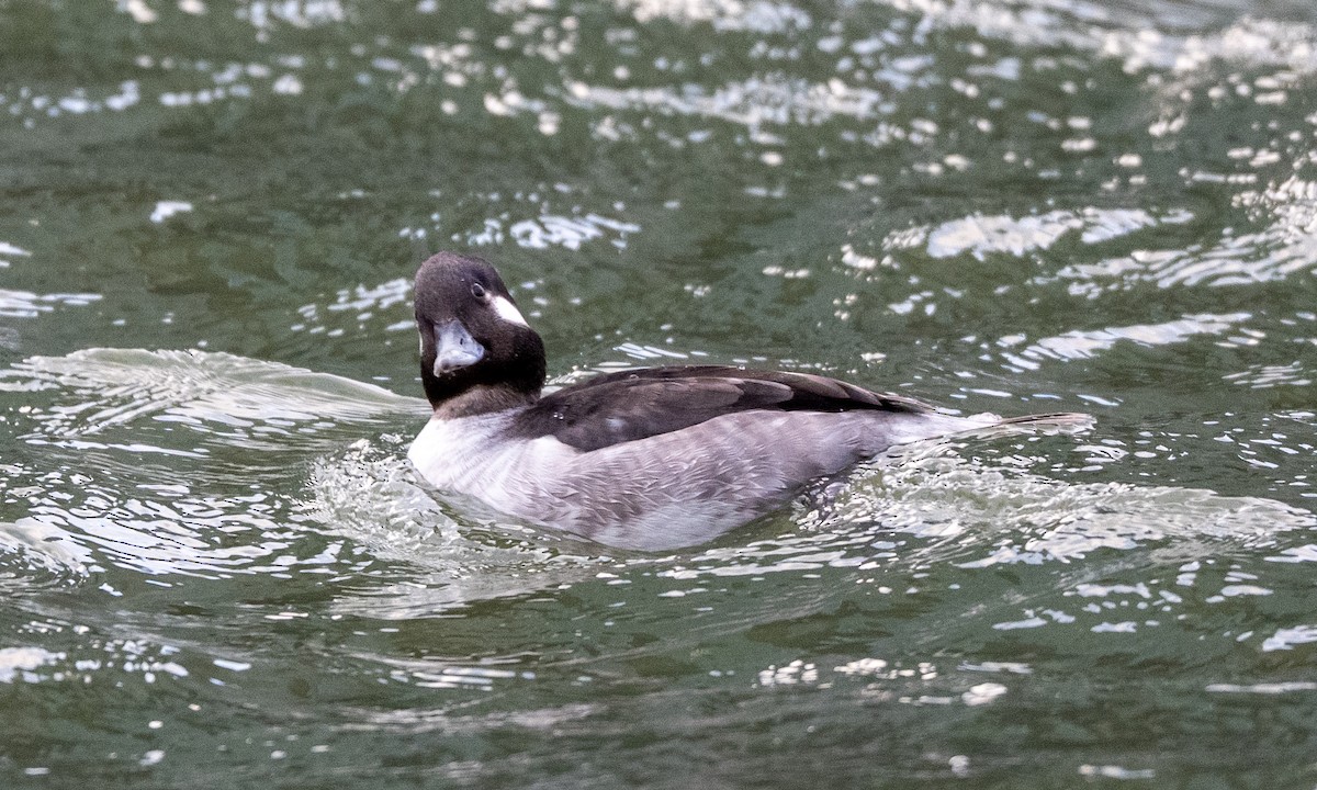 Гоголь-головастик - ML647826879