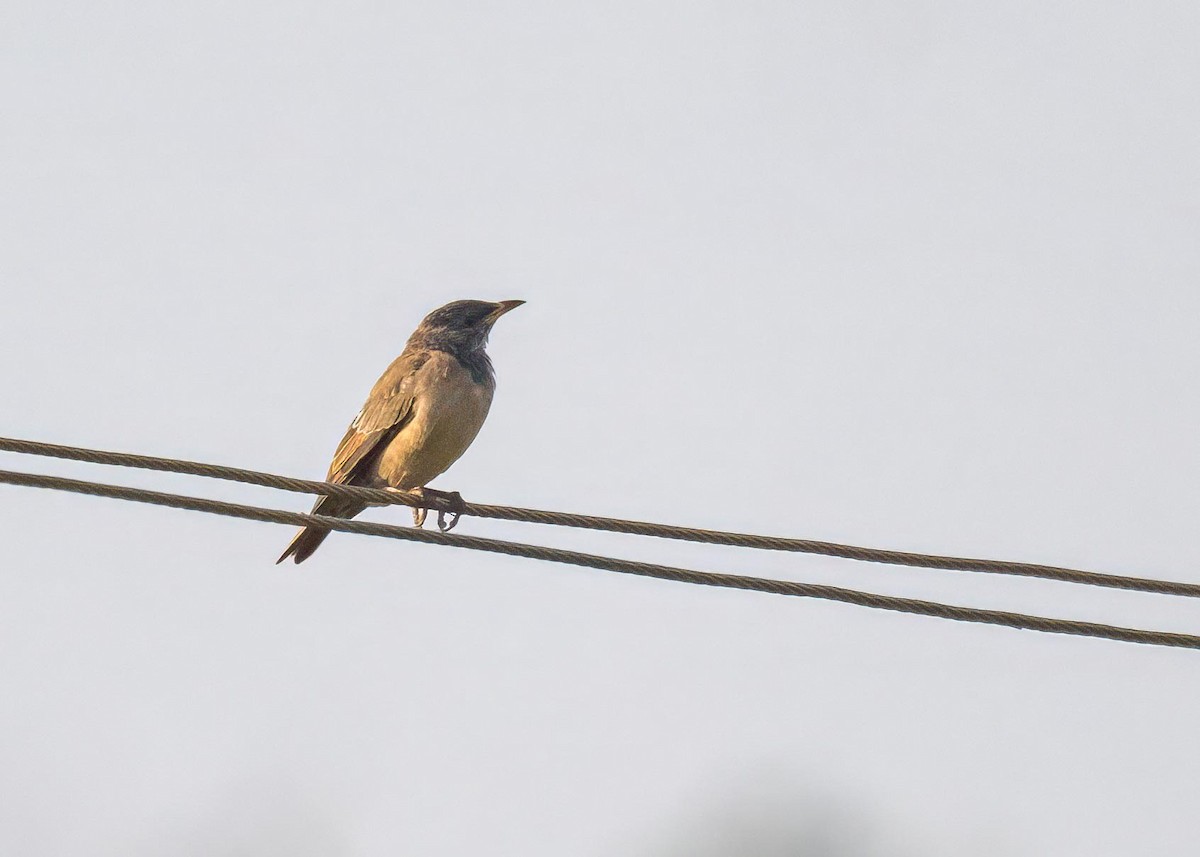 Rosy Starling - ML647826884
