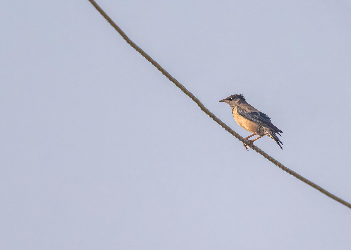 Rosy Starling - ML647826885