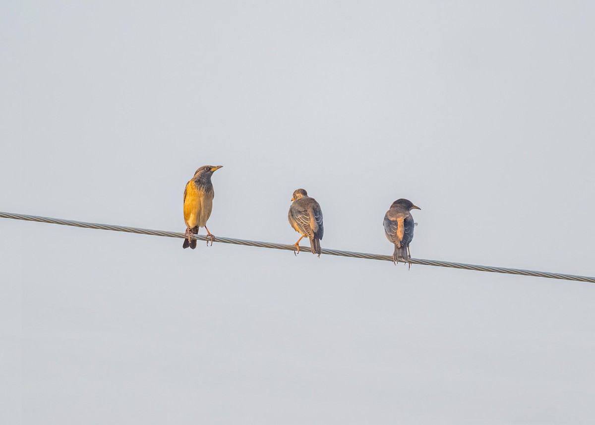 Rosy Starling - ML647826886