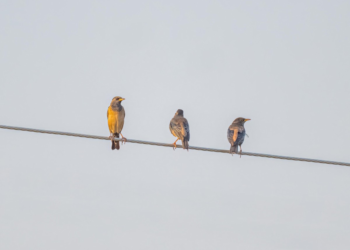 Rosy Starling - ML647826887