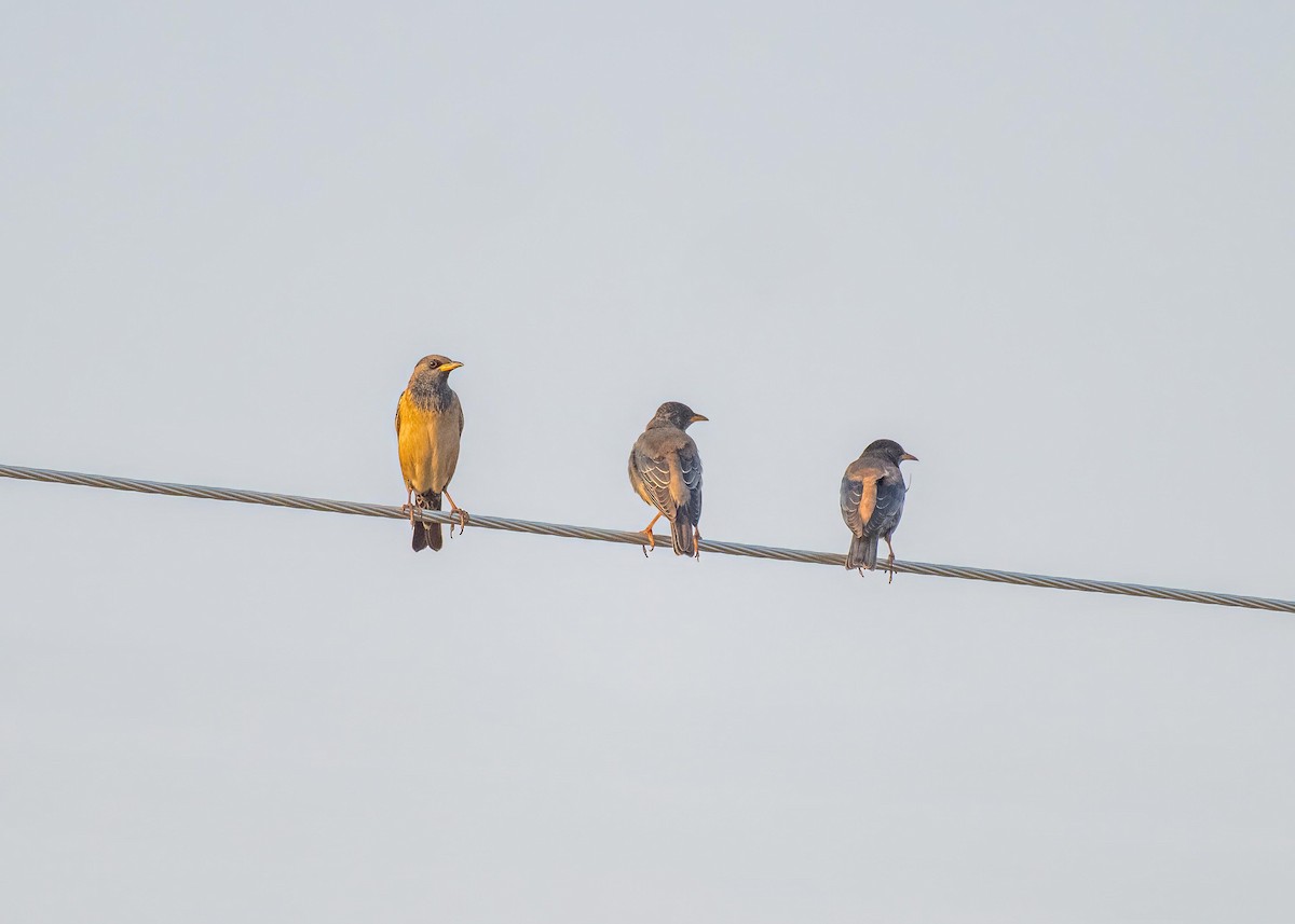 Rosy Starling - ML647826888