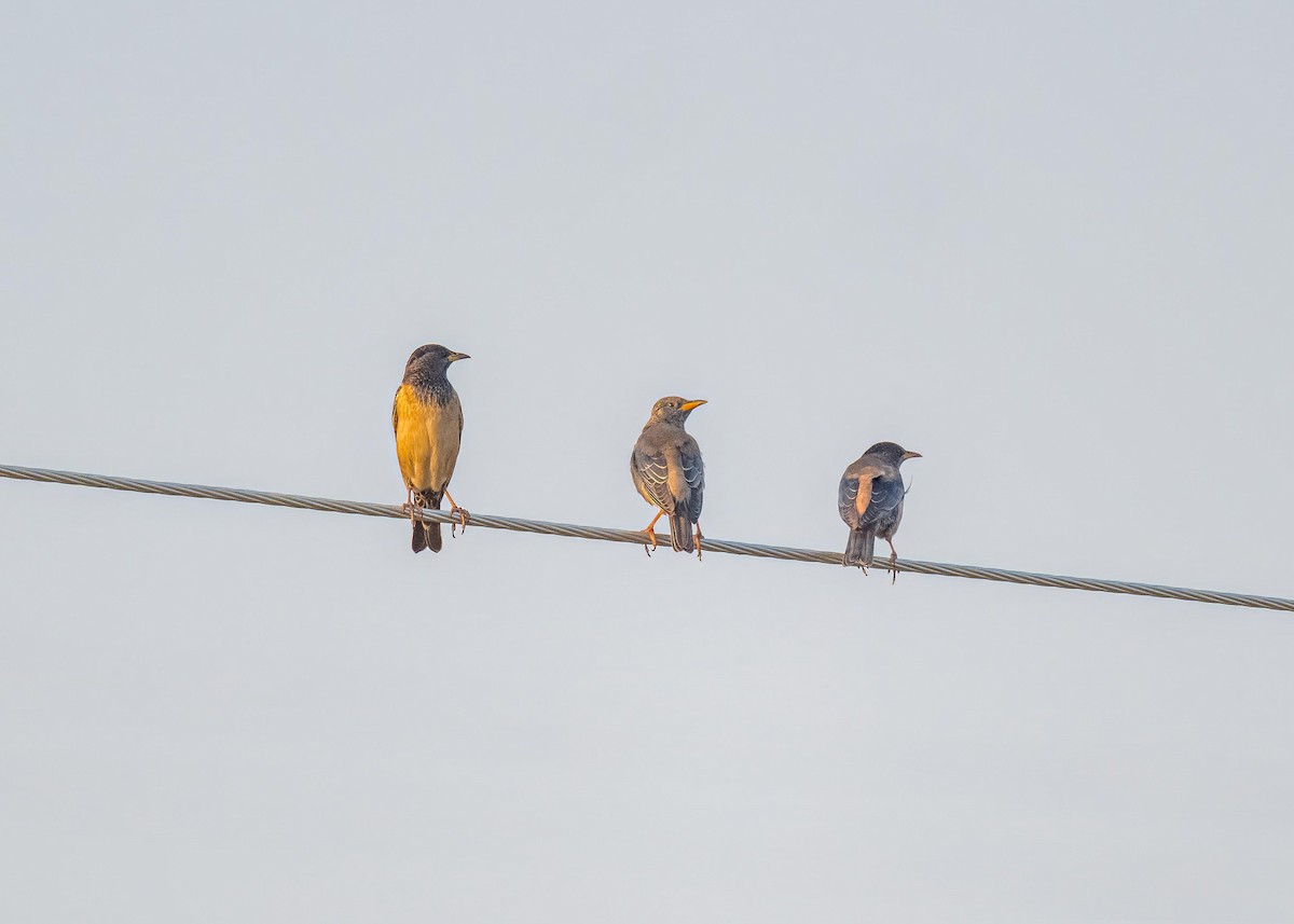 Rosy Starling - ML647826889