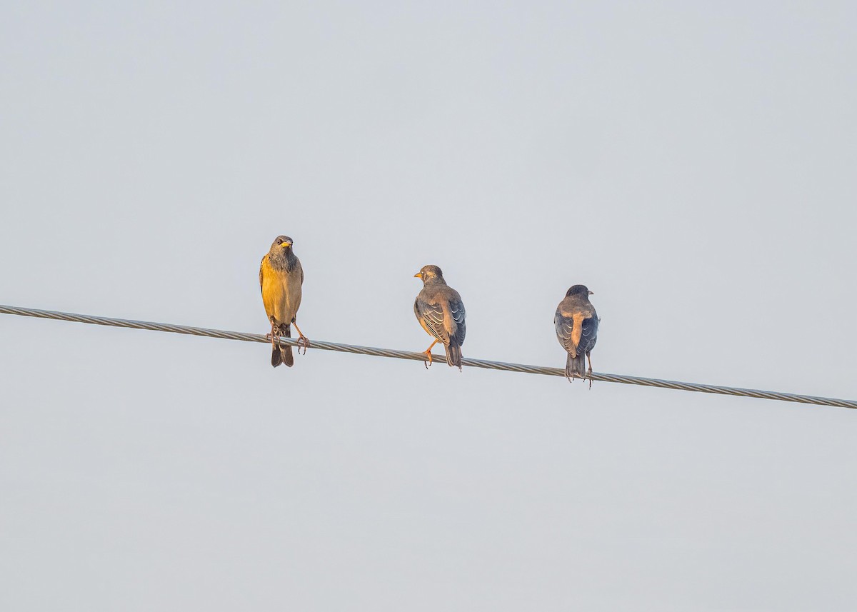 Rosy Starling - ML647826890