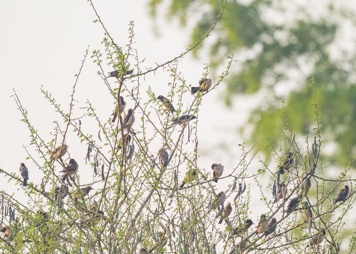 Rosy Starling - ML647826891