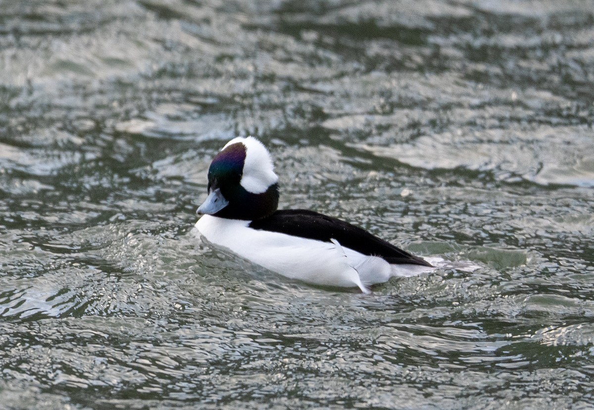 Гоголь-головастик - ML647826892