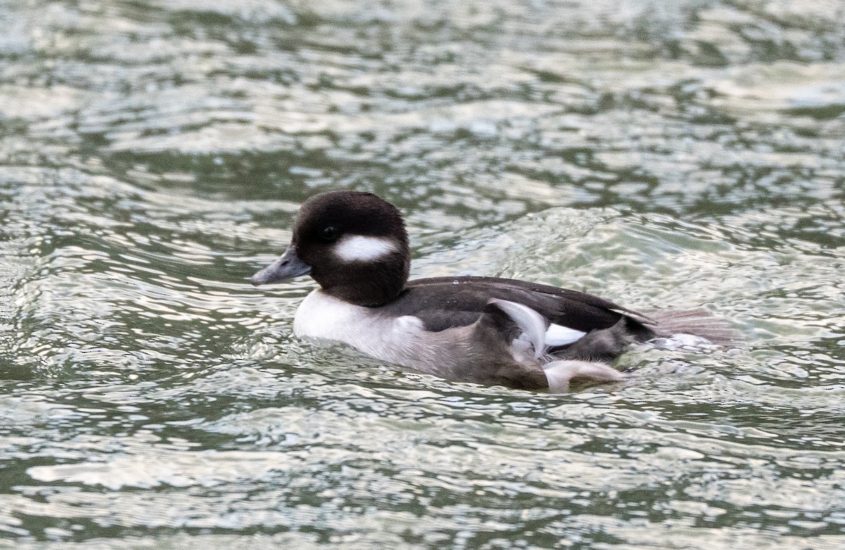 Гоголь-головастик - ML647826895