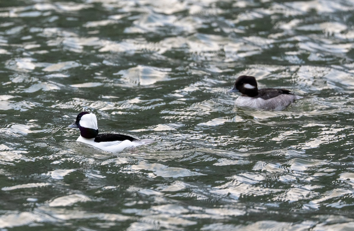 Гоголь-головастик - ML647826901