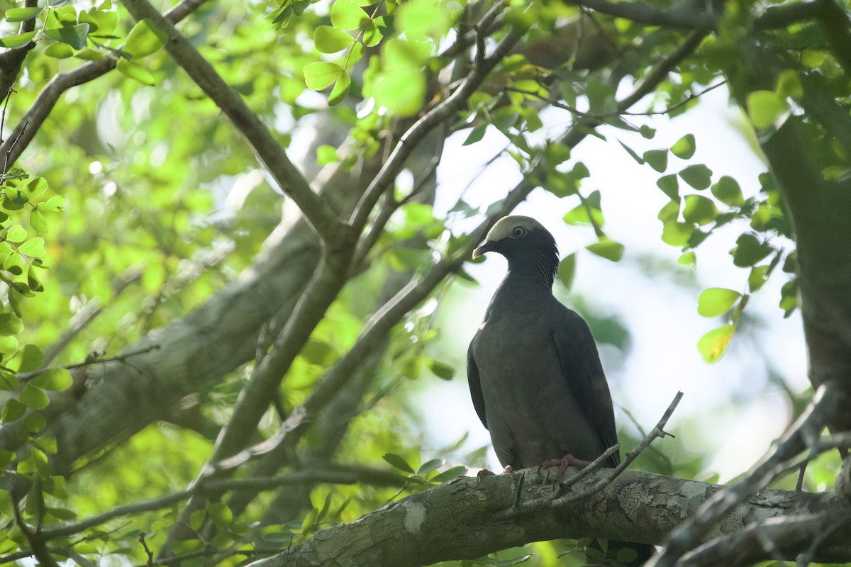 holub antilský - ML647826906