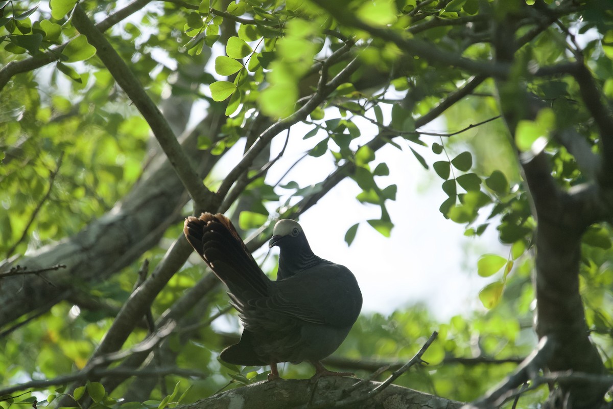 holub antilský - ML647826909