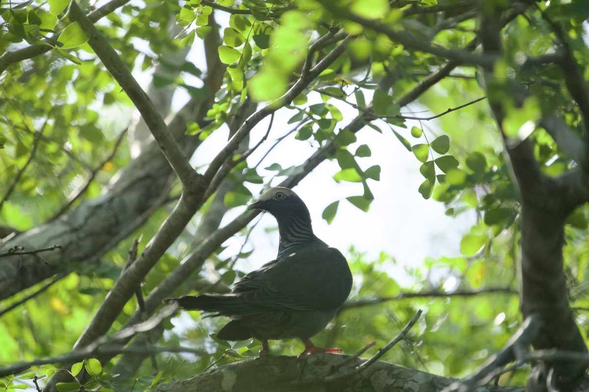 holub antilský - ML647826911